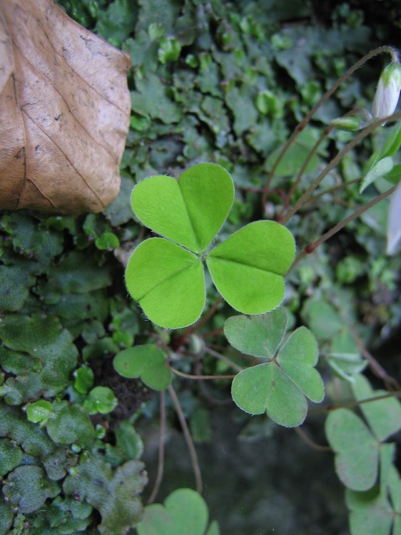 Oxalis acetosella
